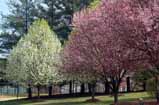 tree blossoms